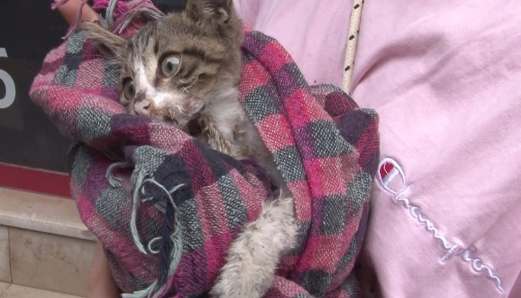 Kadıköy'de hayvan katliamı: 15 kediyi zehirlediler