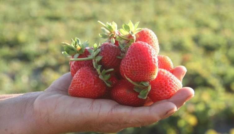 Hüyük Çileği AB'den tescil aldı: Türkiye'nin coğrafi işaretli 25. ürünü oldu