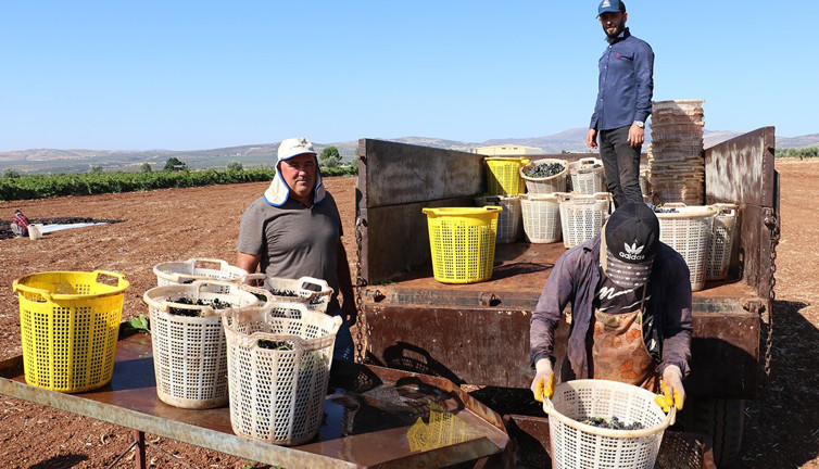 Horoz karası hasadı! Sodalı suda bekletiliyor… Kilosu 150 liradan satılıyor