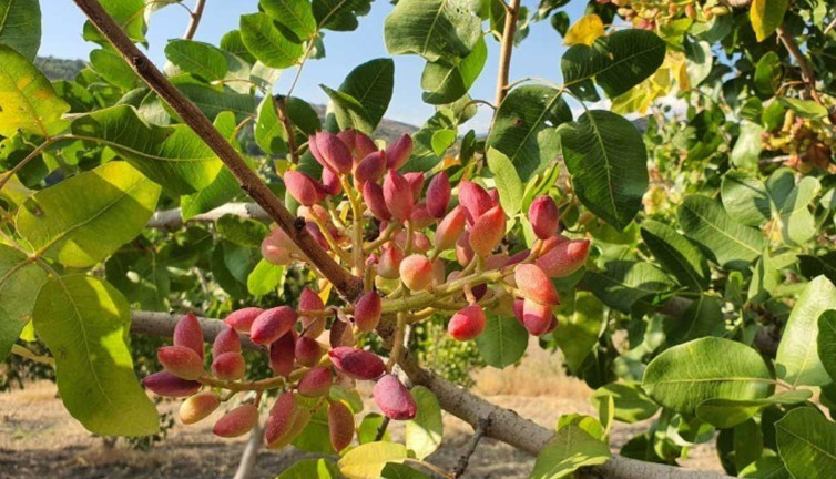 Bu sene kilosu 300 TL! Hasadı başladı