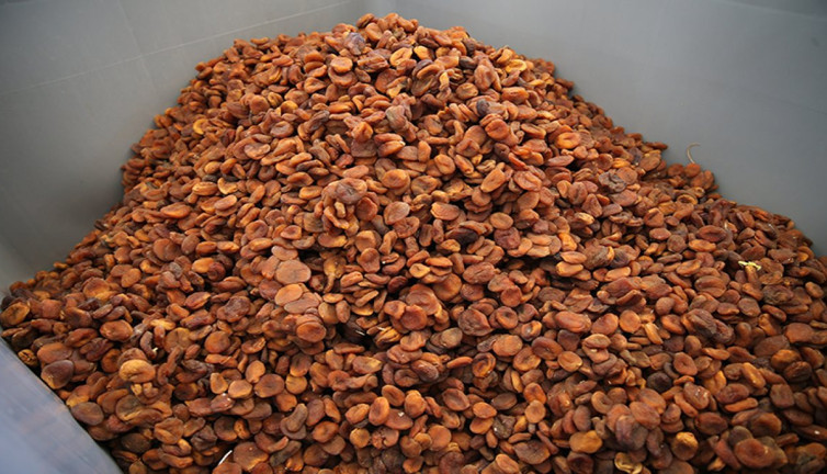 Malatya kayısısından ülke ekonomisine katkı