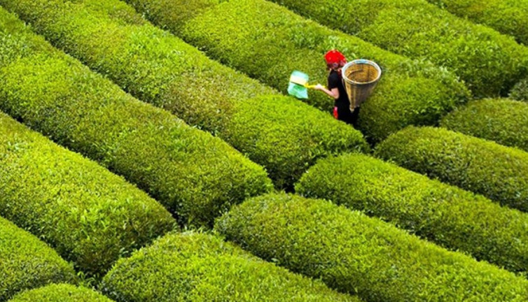 ÇAYKUR'dan randevulu yaş çay alım sistemi