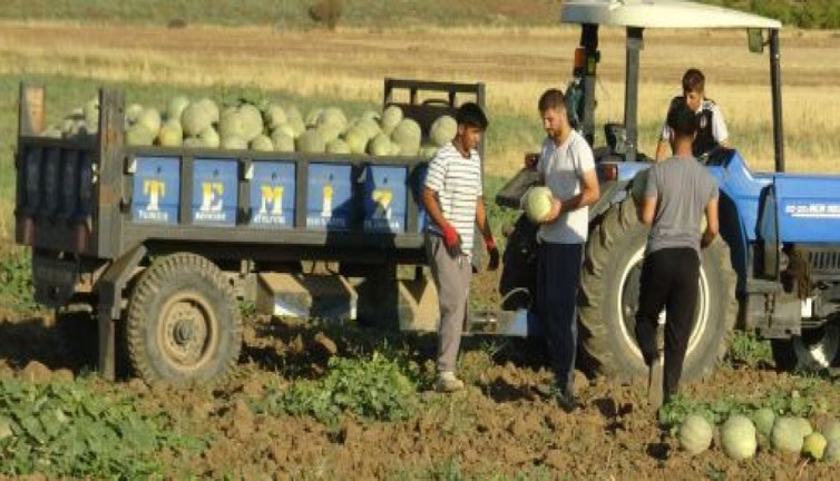 Gercüş'te kavun bereketi