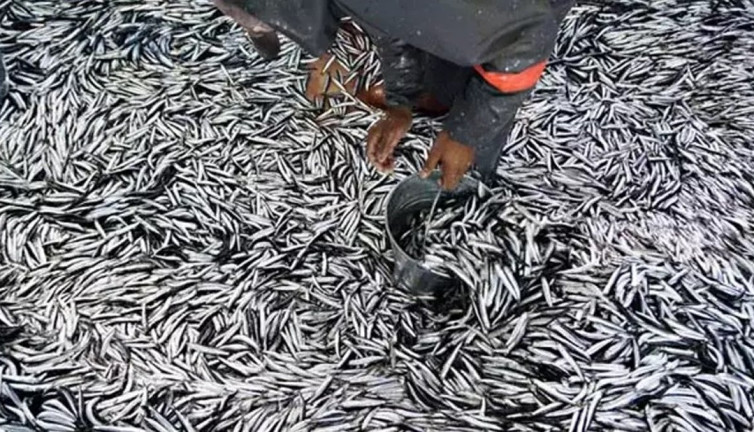 Hamsi avcılığı başvurusunda son gün