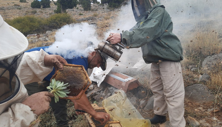Ayı korkusu balları erken hasat ettirdi