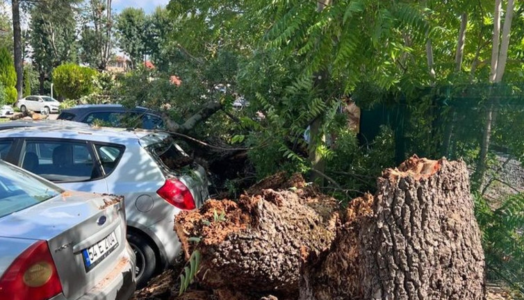 Sakarya'da çürüyen ağaç araçları böyle ezdi