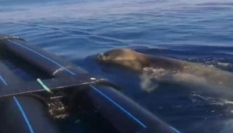 Sayıları her geçen gün azalıyor. Türkiye'de 100 tane kaldı