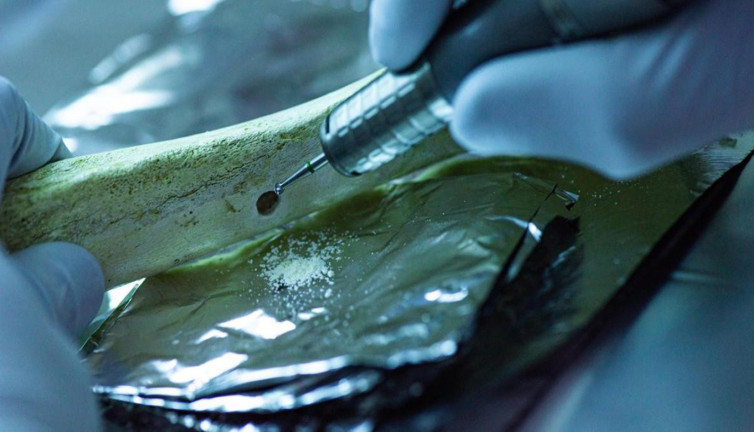 Bilimde antik dna devrimi: Arkeogenetik ilerleme geçmişin sırlarını açığa çıkarıyor