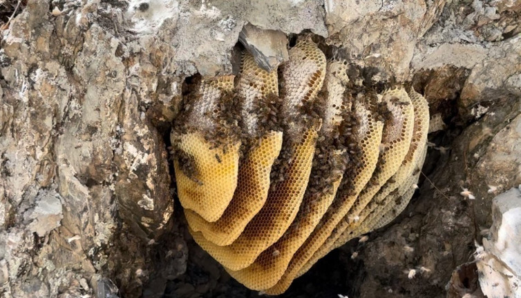 Kilosu 3 bin TL'den satılıyor. 12 sene önce keşfedildi!