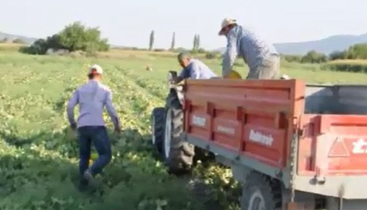Yazın kilosu 6 kışın 16 TL'den satılıyor. 1 ay rötar yaptı hasadı başladı