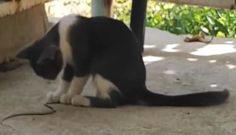Kedi ile yılanın mücadelesi