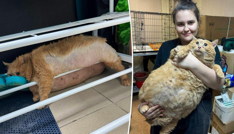 17 kiloluk kedi tedavi merkezinden kaçmaya çalışırken sıkışınca yakalandı