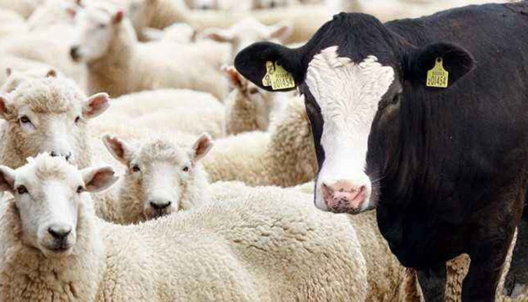 Türkiye'deki büyük ve küçükbaş hayvan sayısı belli oldu