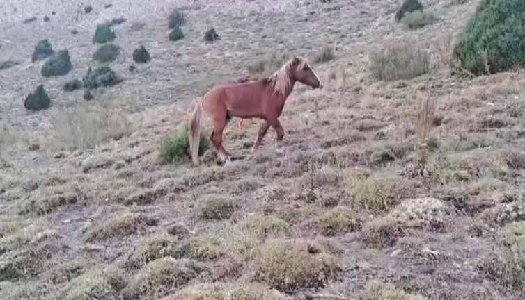 Yozgat’ta ayağı kırılan yılkı atına jandarmadan şefkat eli