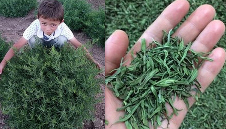 Bayburt Tarhunu coğrafi işaret tescili aldı