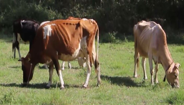 Hamile inekleri elektrik çarptı