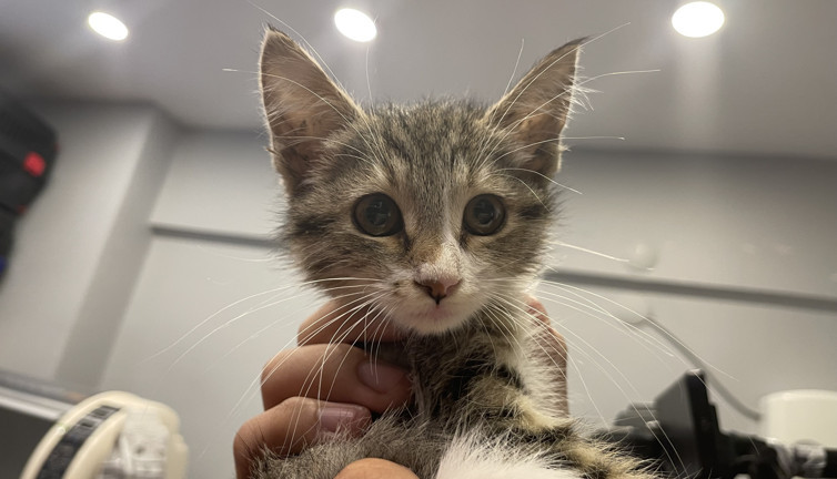 Tavuk sesi çıkaran yavru kedi tedavi altına alındı