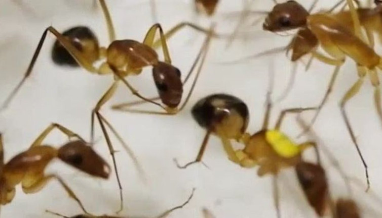 Karıncaların cerrahi müdahalesi: Bacak amputasyonu ile hayat kurtarma