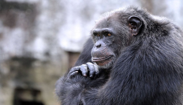 Anneye saldıran şempanze bebeği ormana kaçırıp öldürdü