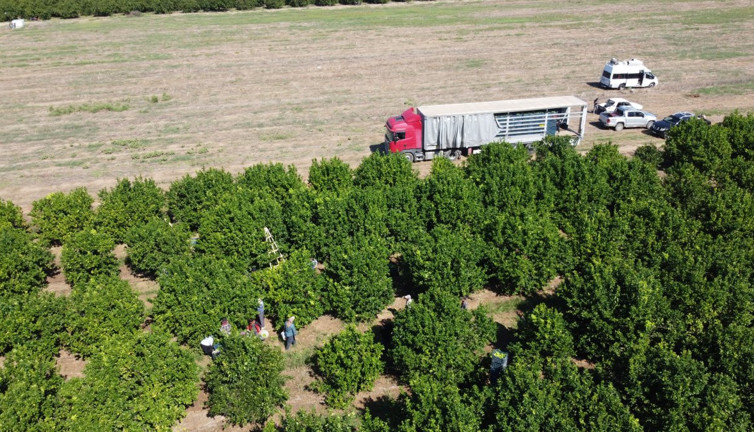 Grip ve nezleyi bitiriyor kansere kalkan oluyor. Temmuz ayında kilosu 100 TL'yi bulmuştu