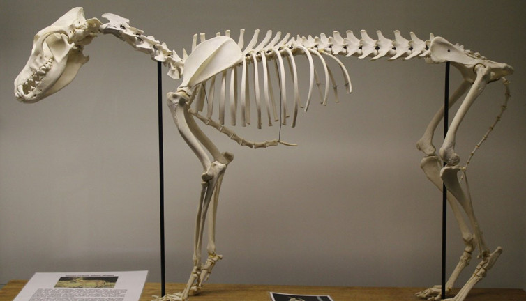 Dingo köpeklerinin gizemi çözüldü: 3,000 yıllık fosil şaşırtıcı bağlantıları açığa çıkarttı