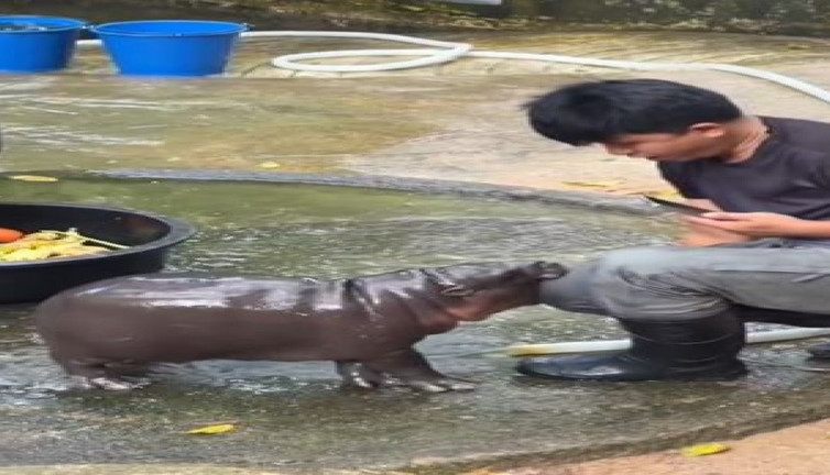 Yavru su aygırının saldırı anı kameralara yansıdı