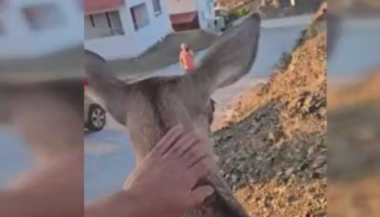 İnsanlardan kaçmayan geyik kendini sevdirdi