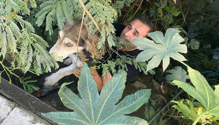 Hatay'da dere yatağında mahsur kalan köpeği itfaiye kurtardı