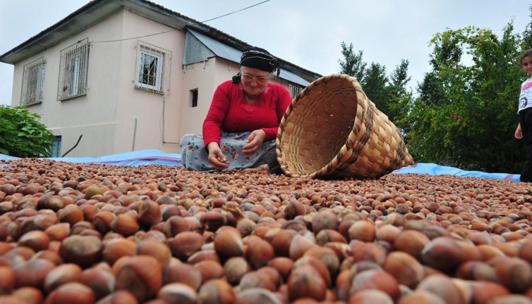 Rekabet Kurumu'ndan fındık piyasasına müdahale sinyali