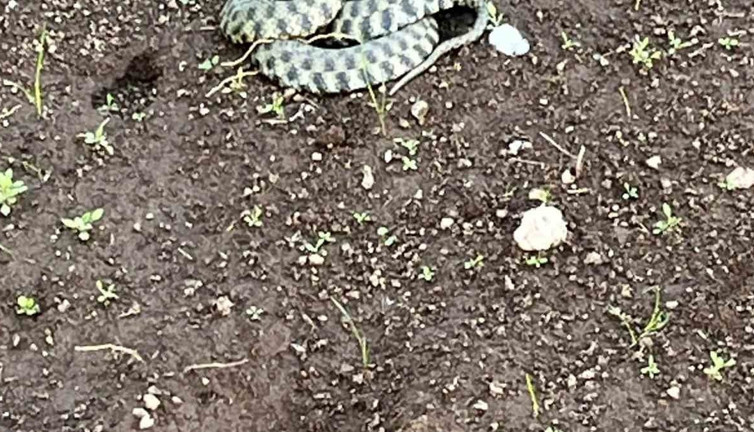 Ağrı Patnos’ta zehirli yılan paniği! Engerek yılanı şehre girdi