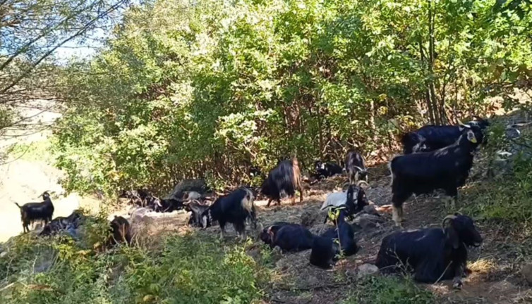 Kurt sürücü köylülerin kabusu oldu