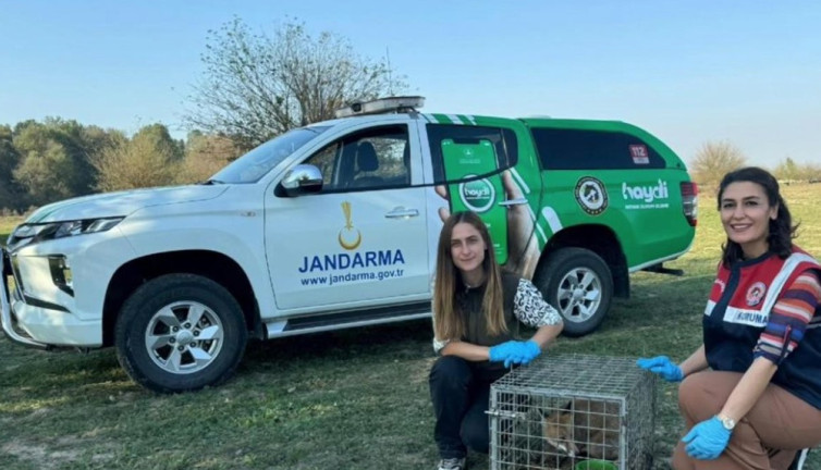 Tedavisi tamamlandı doğaya salındı