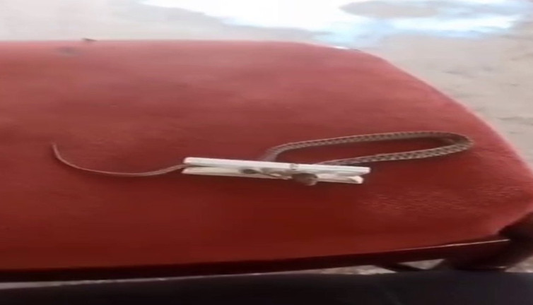 Evine giren yılanı çamaşır mandalı ile yakaladı