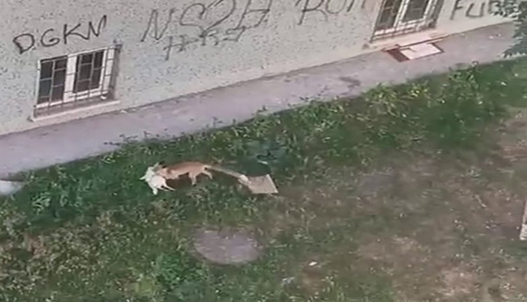 Erzurum'da sitede tilki şoku: Kümesten tavuğu kaptı kaçtı