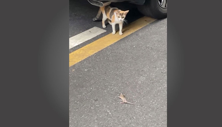 Kediyi görünce Yeşilçam filmlerindeki yuvarlanma sahnelerine taş çıkartan fare…