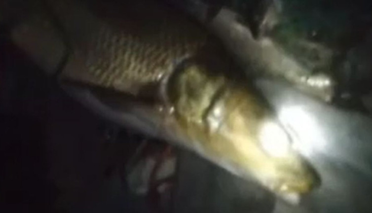 Türk balıkçının ağına dev takıldı