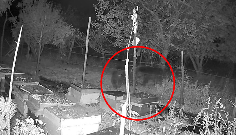 Koca oğlanlar bu kez bu önlemi geçemedi