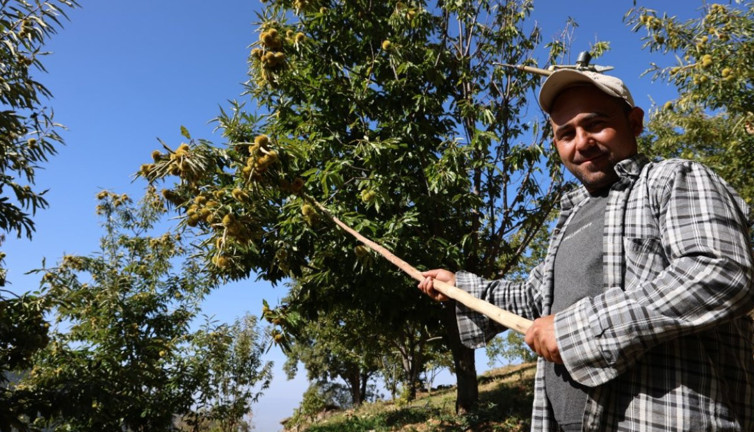 Kış aylarının vazgeçilmezinin hasadı başladı! Dağlardan toplanıyor! Kolesterolün düşmanı