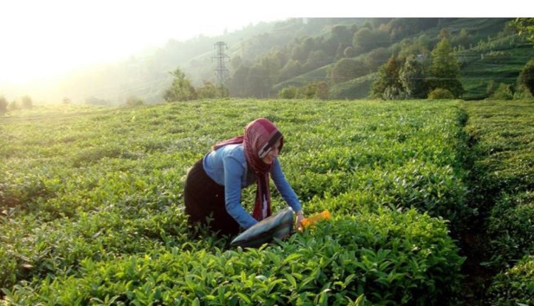Yaş çayda fark ödemesi desteği belli oldu