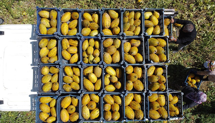 Munzur Dağı'nda kavun ve karpuz şöleni