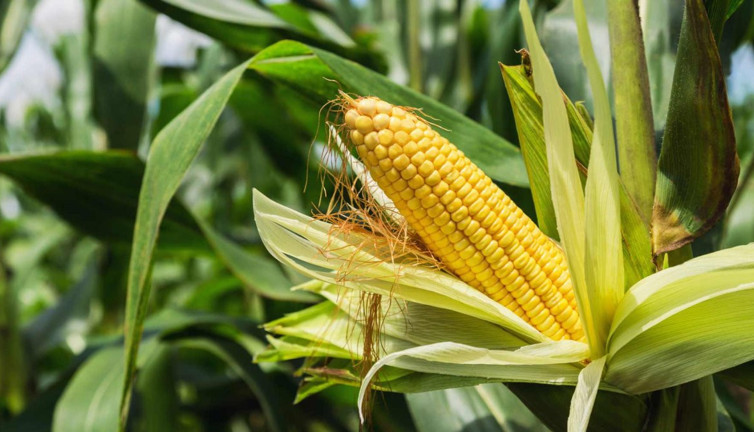 Mısır ithalatında tarife kontenjanı uygulanacak