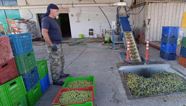 Erken hasat zeytin sıkımı başladı