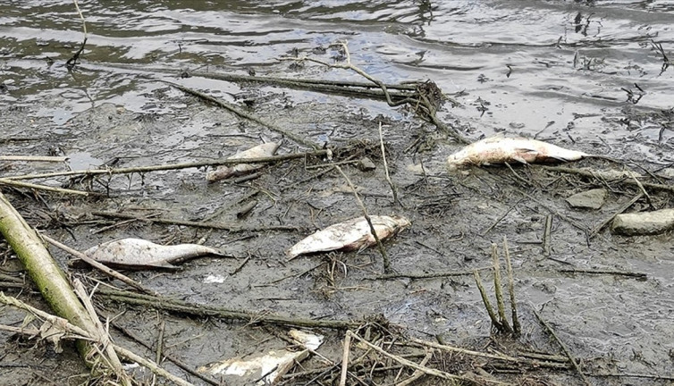 Yaban hayatında endişe verici düşüş