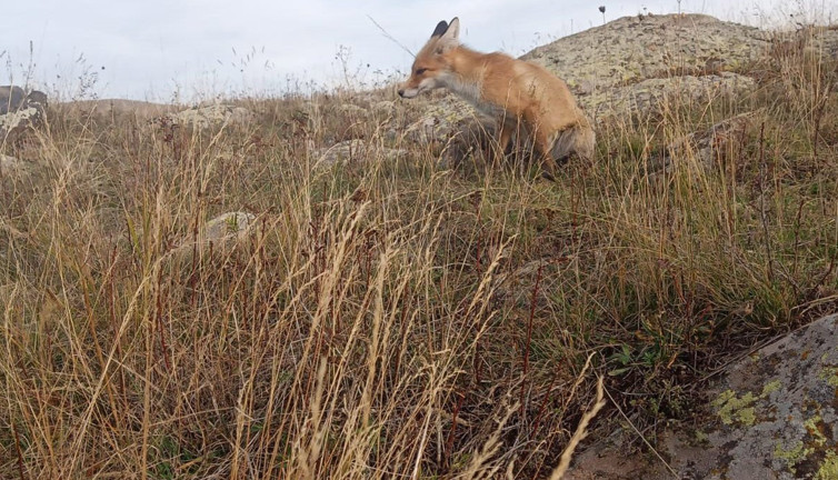 Ressam dostu tilkiyi her gün besliyor
