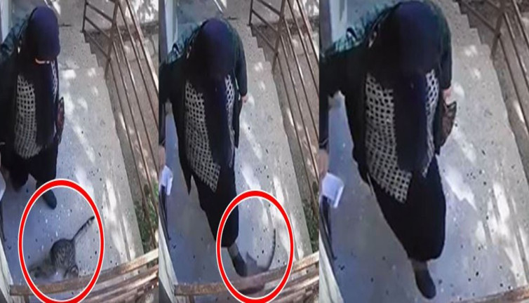 Konya’da tekmelediği kediye hakaret ve beddualar yağdırdı! Hayvansevelerden tepkiler çığ gibi geliyor