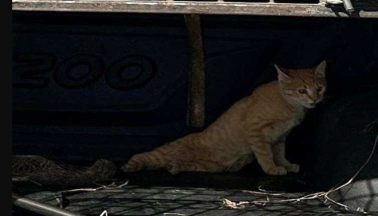 Jandarma yaralı kedinin yardımına koştu