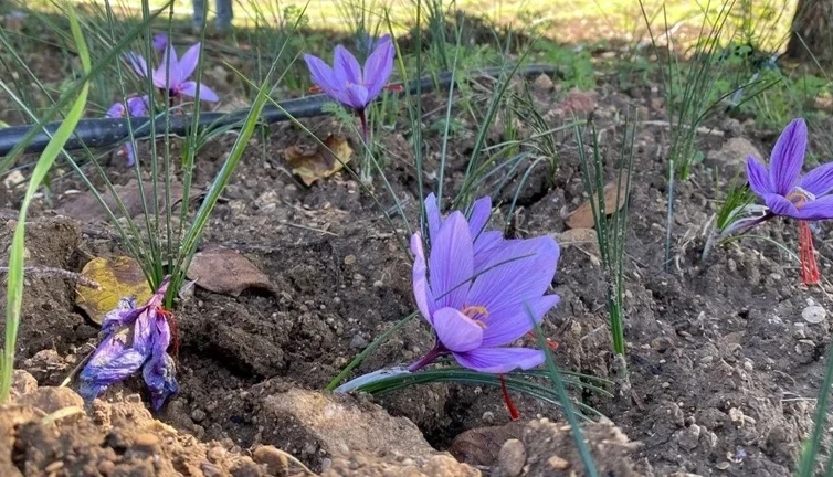 Öksürük, astım ve bronşite adeta savaş açıyor! Bir kilosu el yakıyor