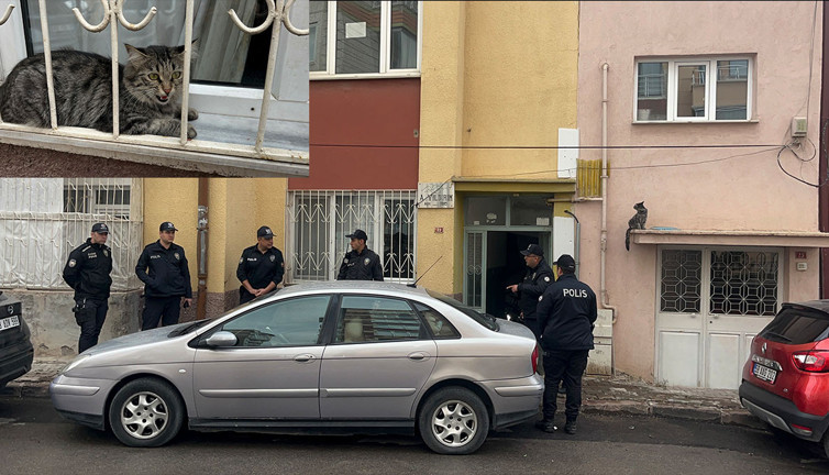 Kedi besleme kavgası kanlı bitti