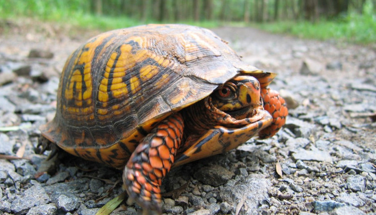 Kaplumbağa kaçakçısı yakalandı