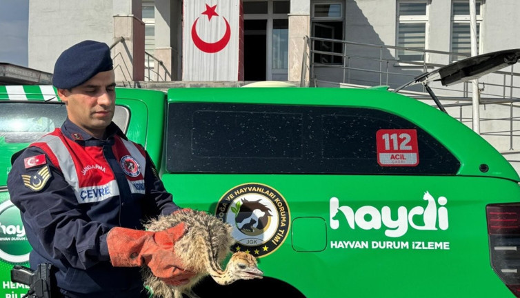 Yolcu otobüsünden 6 yavru deve kuşu çıktı